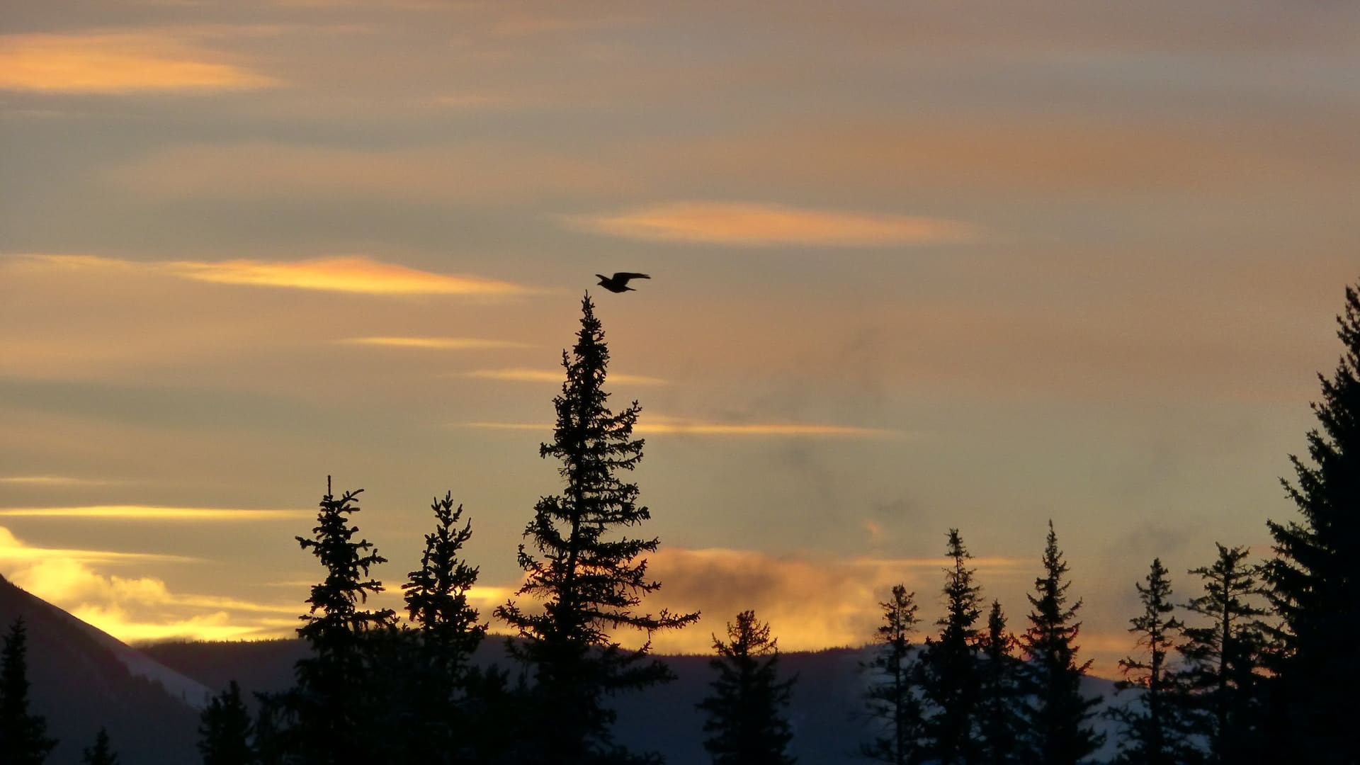 Alaska’s Tongass National Forest In Grave Logging Peril | The Urban Monk