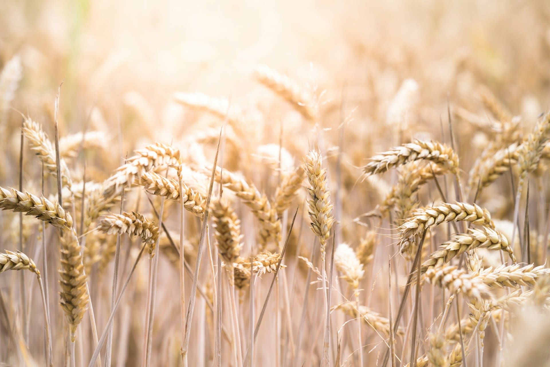 The Nutritional Battle of the Grains: European Wheat vs. American